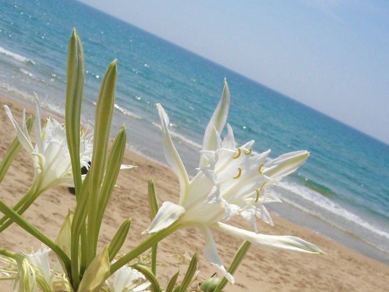 Il mare di pescoluse