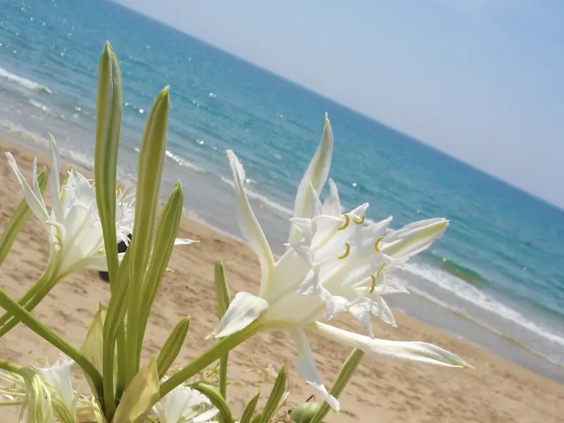 Gigli bianchi sulla spiaggia di Pescoluse